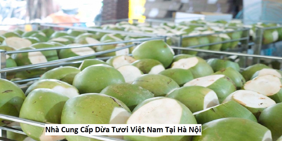 Nhà Cung Cấp Dừa Tươi Việt Nam Tại Hà Nội