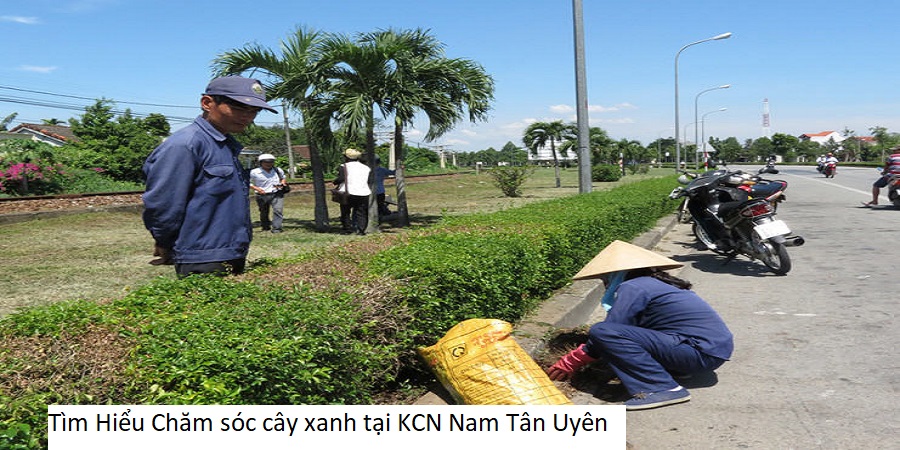 Tìm Hiểu Chăm sóc cây xanh tại KCN Nam Tân Uyên