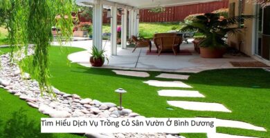 Tìm Hiểu Dịch Vụ Trồng Cỏ Sân Vườn Ở Bình Dương