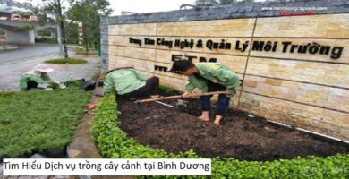 Tìm Hiểu Dịch Vụ Trồng Cỏ Sân Vườn Ở Bình Dương