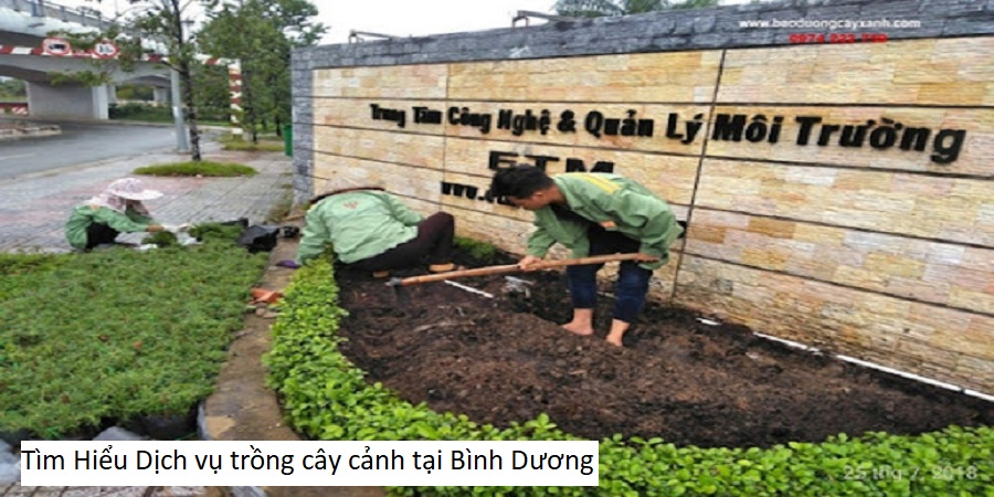 Tìm Hiểu Dịch Vụ Trồng Cỏ Sân Vườn Ở Bình Dương