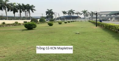 Trồng Cỏ KCN Mapletree