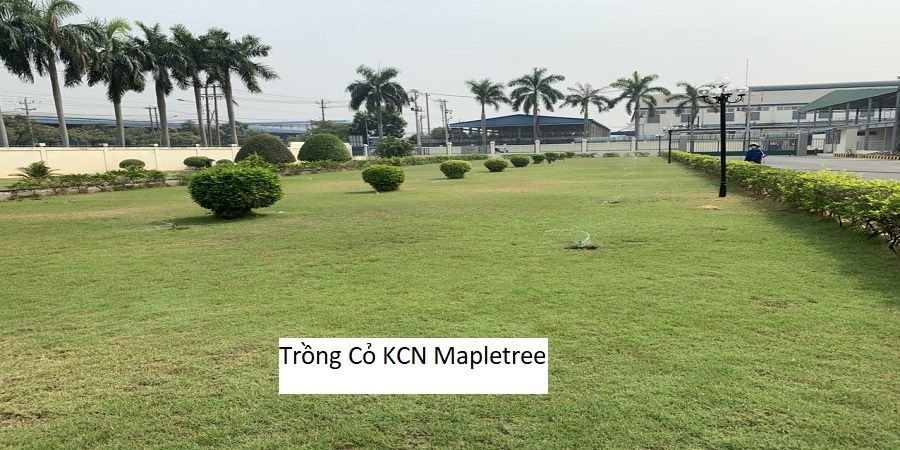 Trồng Cỏ KCN Mapletree
