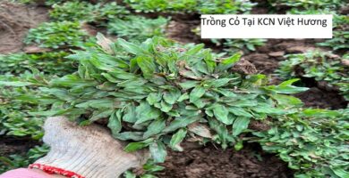 Trồng Cỏ Tại KCN Việt Hương