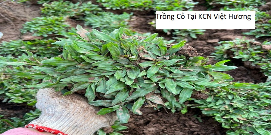 Trồng Cỏ Tại KCN Việt Hương