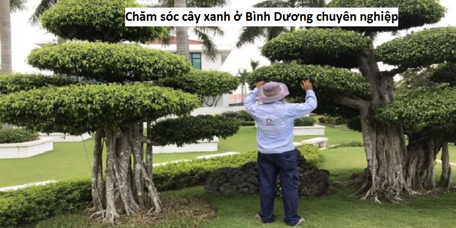 Chăm sóc cây xanh ở Bình Dương chuyên nghiệp