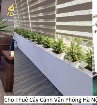 Cho Thuê Cây Cảnh Văn Phòng Hà Nội