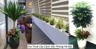 Cho Thuê Cây Cảnh Văn Phòng Hà Nội