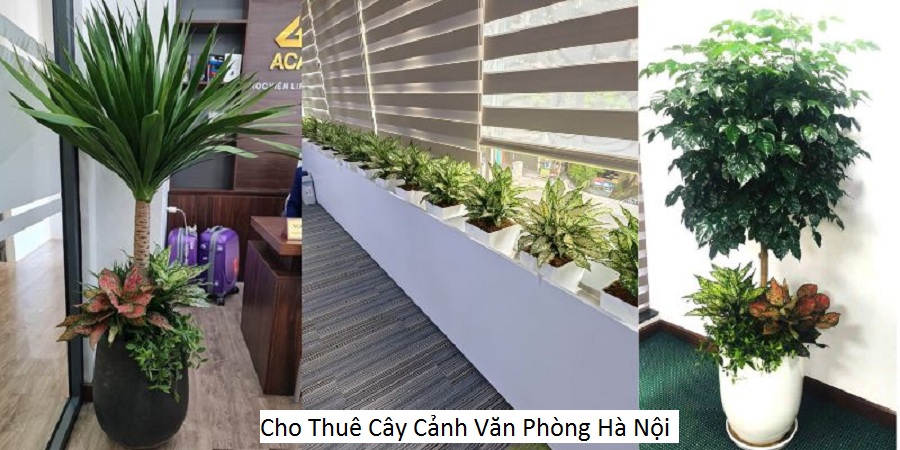 Cho Thuê Cây Cảnh Văn Phòng Hà Nội