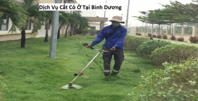 Dịch Vụ Cắt Cỏ Ở Tại Bình Dương