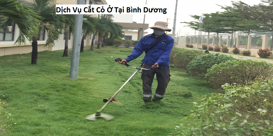 Dịch Vụ Cắt Cỏ Ở Tại Bình Dương