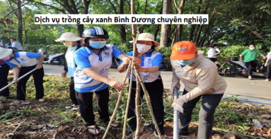 Dịch vụ trồng cây xanh Bình Dương chuyên nghiệp