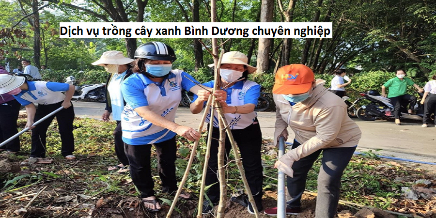 Dịch vụ trồng cây xanh Bình Dương chuyên nghiệp