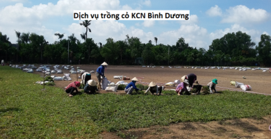 Dịch vụ trồng cỏ KCN Bình Dương