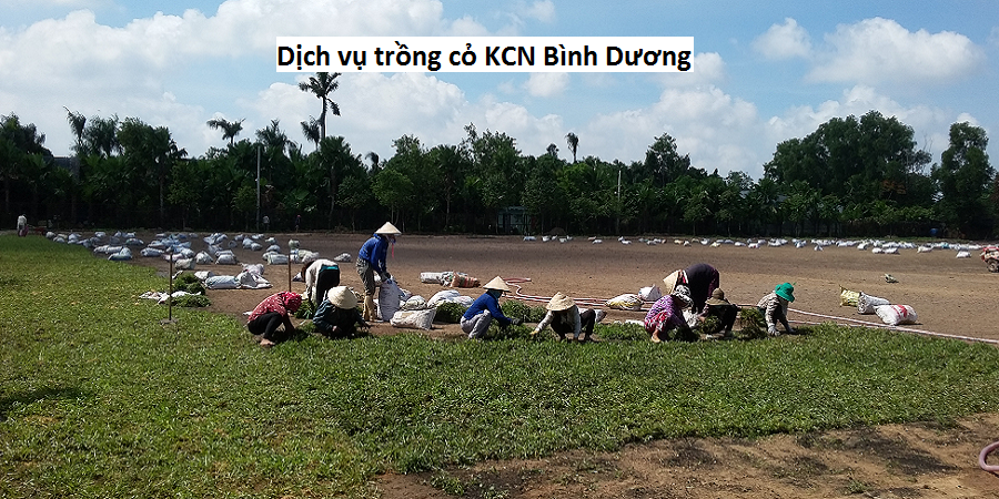 Dịch vụ trồng cỏ KCN Bình Dương