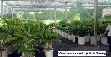 Mua bán cây xanh tại Bình Dương
