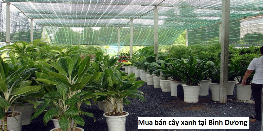 Mua bán cây xanh tại Bình Dương