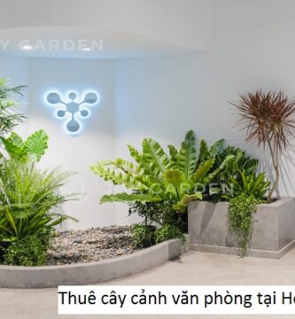 Thuê cây cảnh văn phòng tại Hoàn Kiếm Hà Nội