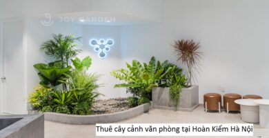 Thuê cây cảnh văn phòng tại Hoàn Kiếm Hà Nội