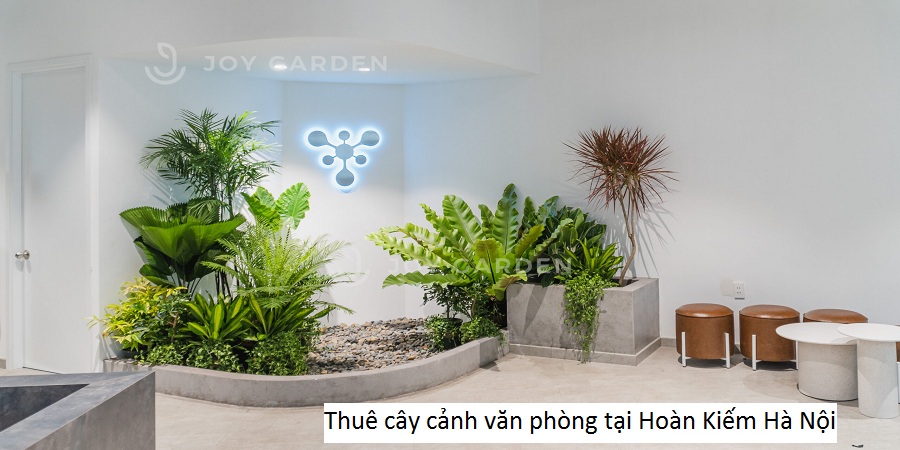 Thuê cây cảnh văn phòng tại Hoàn Kiếm Hà Nội