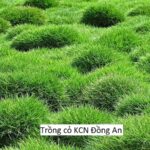 Trồng cỏ KCN Đồng An