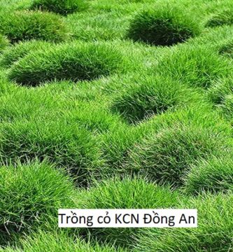 Trồng cỏ KCN Đồng An