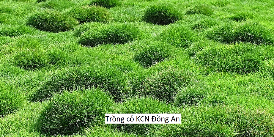 Trồng cỏ KCN Đồng An